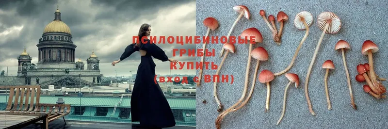 купить закладку  Нижняя Тура  Псилоцибиновые грибы Psilocybe 